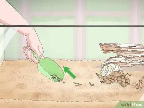 Imagen titulada Make Your Hermit Crab Live for a Long Time Step 5