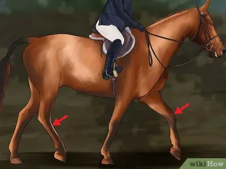 Imagen titulada Get Your Horse to Work on the Bit Step 13