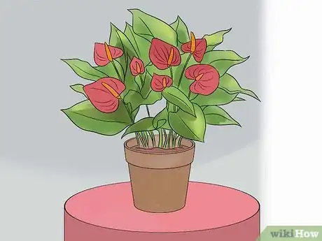 Imagen titulada Grow Anthurium Plants Step 3