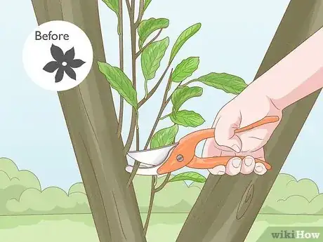 Imagen titulada Prune an Avocado Tree Step 16