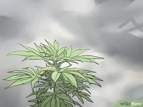 Imagen titulada Grow Medical Marijuana Step 23