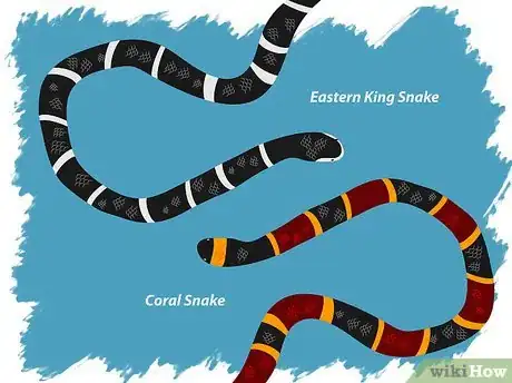 Imagen titulada Identify a Venomous Snake Step 10