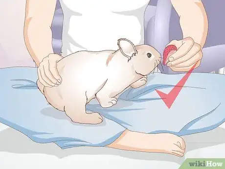 Imagen titulada Teach a Rabbit Not to Chew Furniture Step 20
