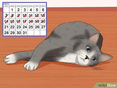 Imagen titulada Identify if Your Cat Has Had a Stroke Step 9