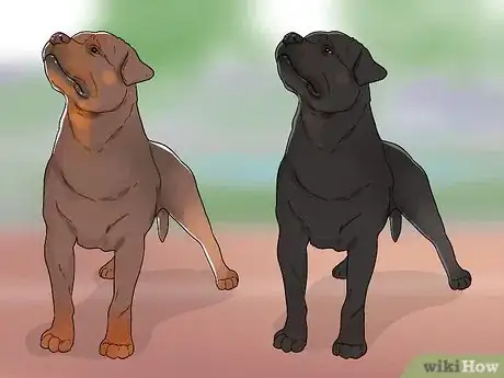 Imagen titulada Identify a Rottweiler Step 8