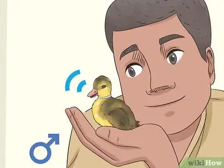 Imagen titulada Tell the Sex of a Baby Duck Step 3