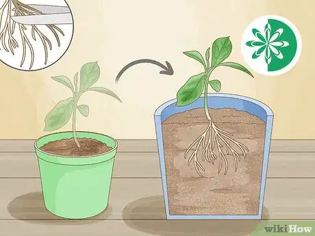 Imagen titulada Grow an Orange Tree Step 9