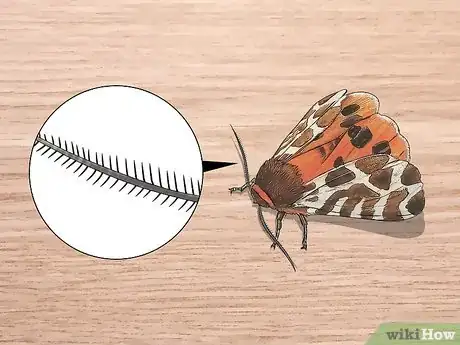 Imagen titulada Identify Moths Step 1