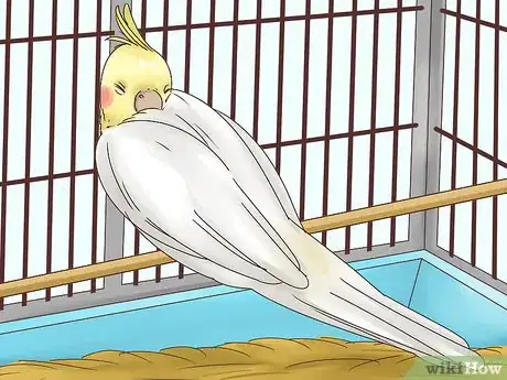 Imagen titulada Stop Your Cockatiel from Biting Step 8