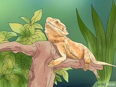 Imagen titulada Build Love With Your Bearded Dragon Step 11