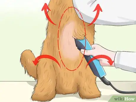 Imagen titulada Trim the Coat of a Long Hair Dog Step 8