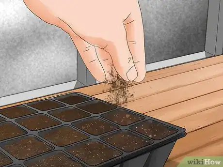 Imagen titulada Grow Rosemary from Seed Step 10