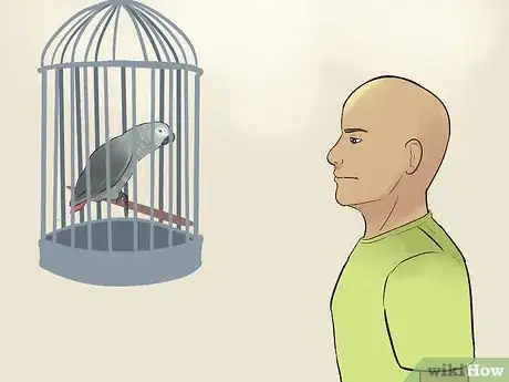 Imagen titulada Socialize an African Grey Parrot Step 6