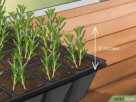 Imagen titulada Grow Rosemary from Seed Step 14