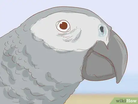 Imagen titulada Treat Respiratory Infections in African Grey Parrots Step 5