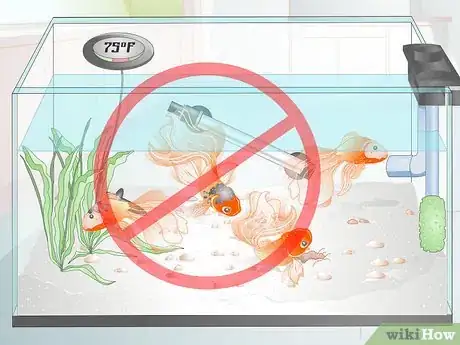 Imagen titulada Care for a Fantail Goldfish Step 9