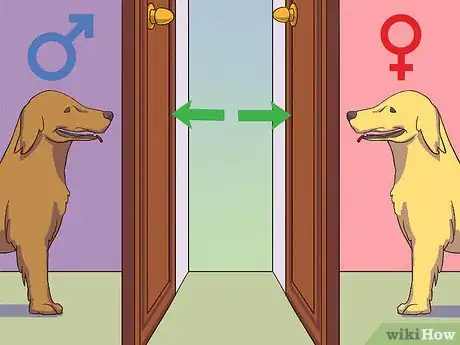 Imagen titulada Calm a Male Dog when a Female Is in Heat Step 2