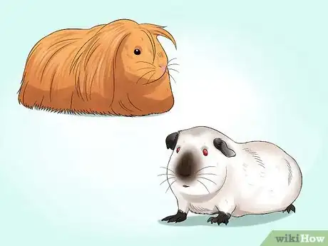 Imagen titulada Buy a Guinea Pig Step 10