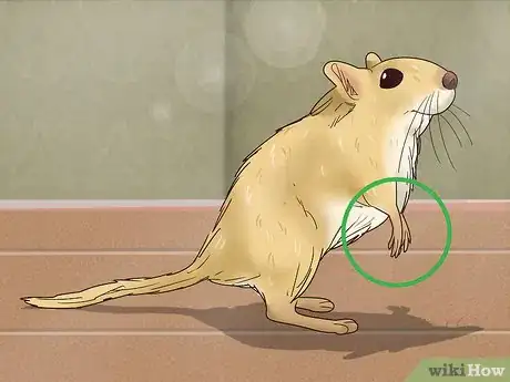 Imagen titulada Understand Gerbil Body Language Step 2