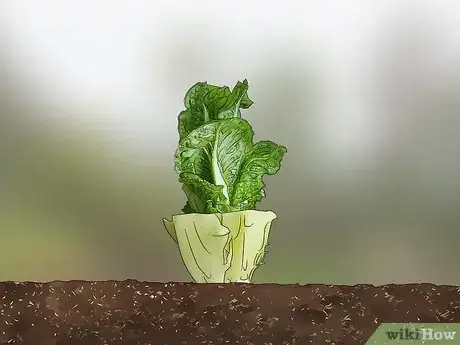 Imagen titulada Harvest Romaine Lettuce Step 3