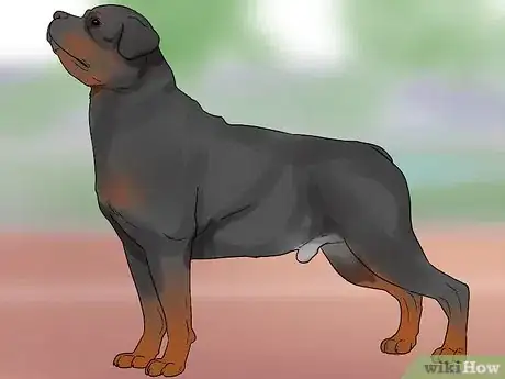 Imagen titulada Identify a Rottweiler Step 1