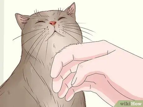 Imagen titulada Get Your Cat to Like You Step 10