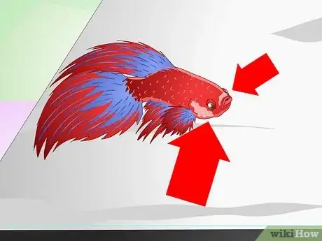 Imagen titulada Have a Happy Betta Fish Step 3