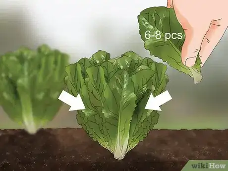 Imagen titulada Harvest Romaine Lettuce Step 8