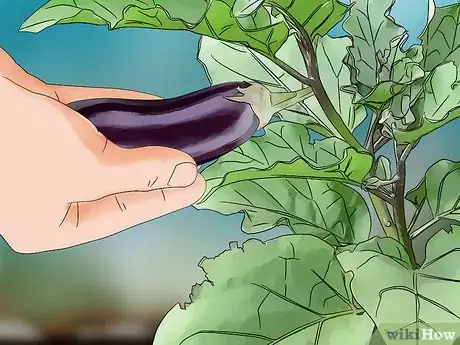 Imagen titulada Grow Eggplant Step 16