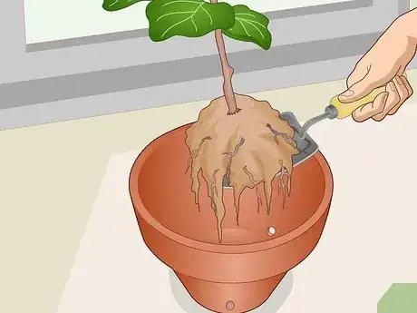 Imagen titulada Revive a Fiddle Leaf Fig Step 6