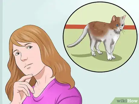 Imagen titulada Train a Cat to Be Outdoor Safe and a Good Rodent Catcher Step 1