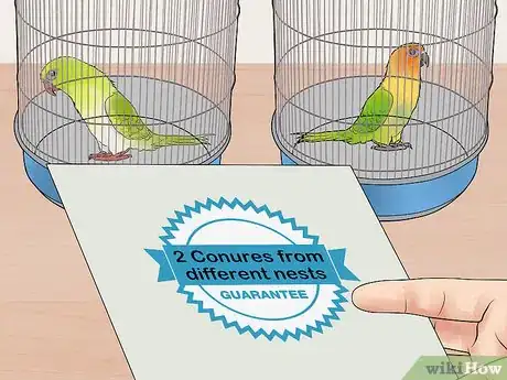 Imagen titulada Bond a Pair of Conures Step 4