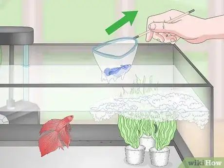 Imagen titulada Selectively Breed Betta Fish Step 18