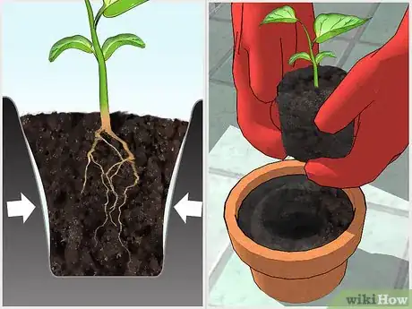 Imagen titulada Grow Bell Peppers Indoors Step 11