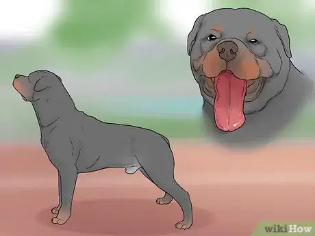 Imagen titulada Identify a Rottweiler Step 9