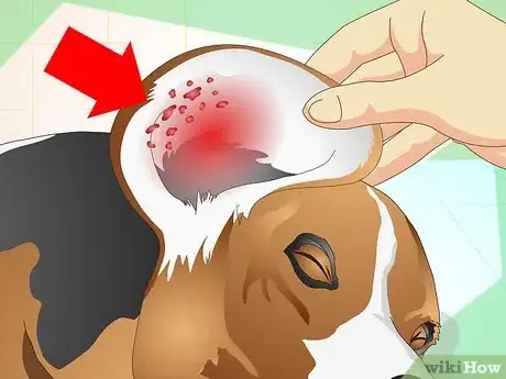 Imagen titulada Heal Ear Infections in Dogs Step 5