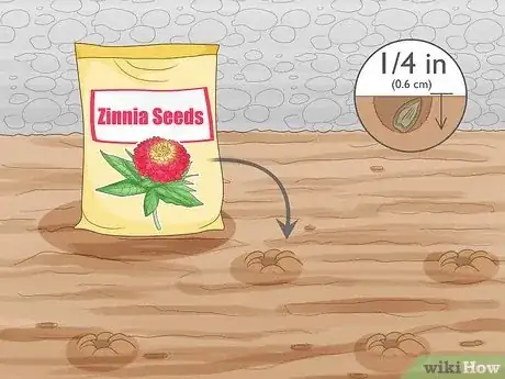 Imagen titulada Plant Zinnias Step 6