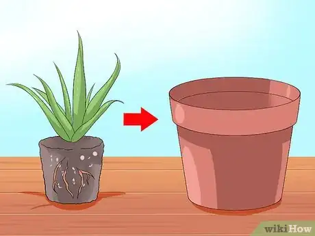 Imagen titulada Care for Your Aloe Vera Plant Step 6