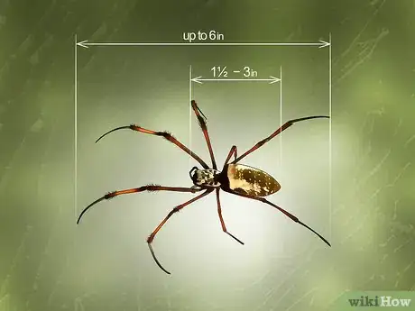 Imagen titulada Identify a Banana Spider Step 2