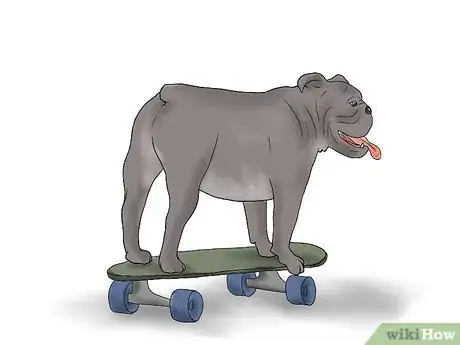 Imagen titulada Teach a Bulldog to Skateboard Step 8