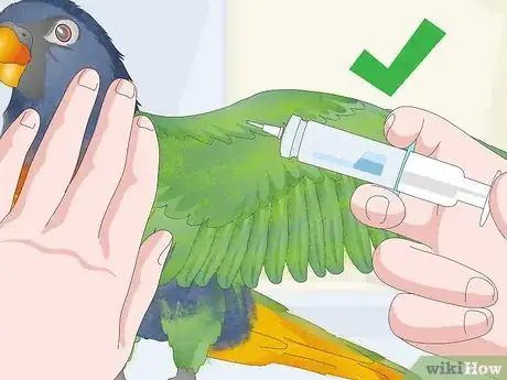 Imagen titulada Treat Psittacine Beak and Feather Disease in Lories and Lorikeets Step 16