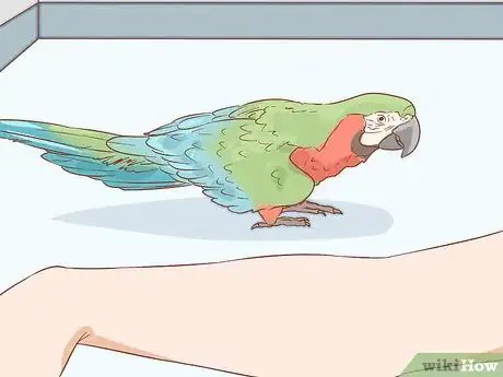 Imagen titulada Know if a Macaw Is Right for You Step 8