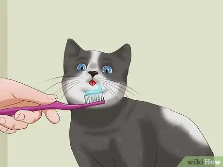 Imagen titulada Clean a Cat's Teeth Step 4