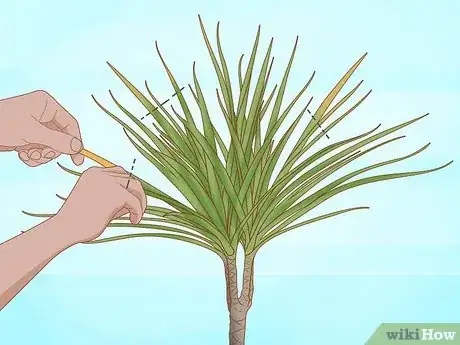 Imagen titulada Prune Dracaena Step 4