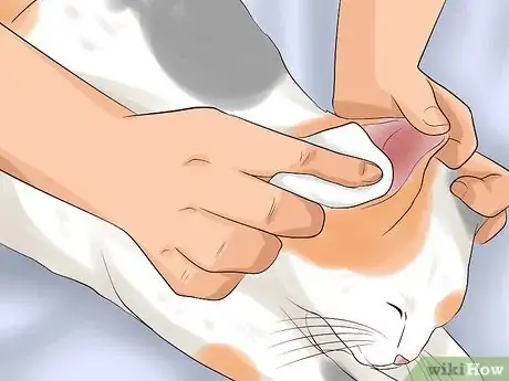 Imagen titulada Get Rid of Ear Mites in a Cat Step 11