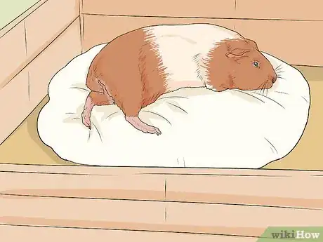 Imagen titulada Care for a Guinea Pig with Pneumonia Step 10