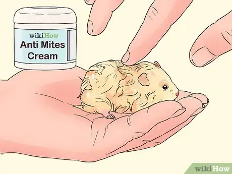 Imagen titulada Treat a Hamster Losing Its Hair Step 2