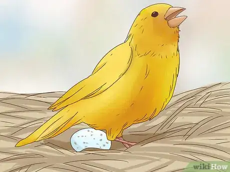 Imagen titulada Know if a Canary Is Male or Female Step 12