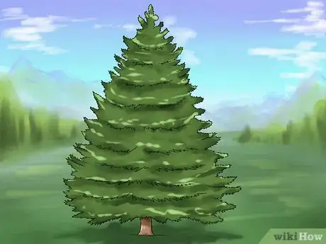 Imagen titulada Prune Conifers Step 1