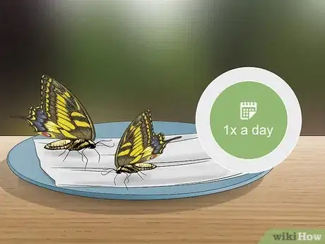 Imagen titulada Feed Butterflies Step 5